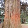 The Sigosande Tree (The Sigh of the Sande Tree) — by Arti Deonarine - Lightly Used